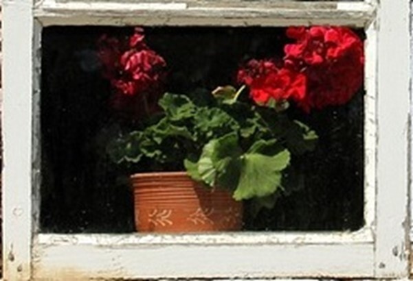 Geraniums